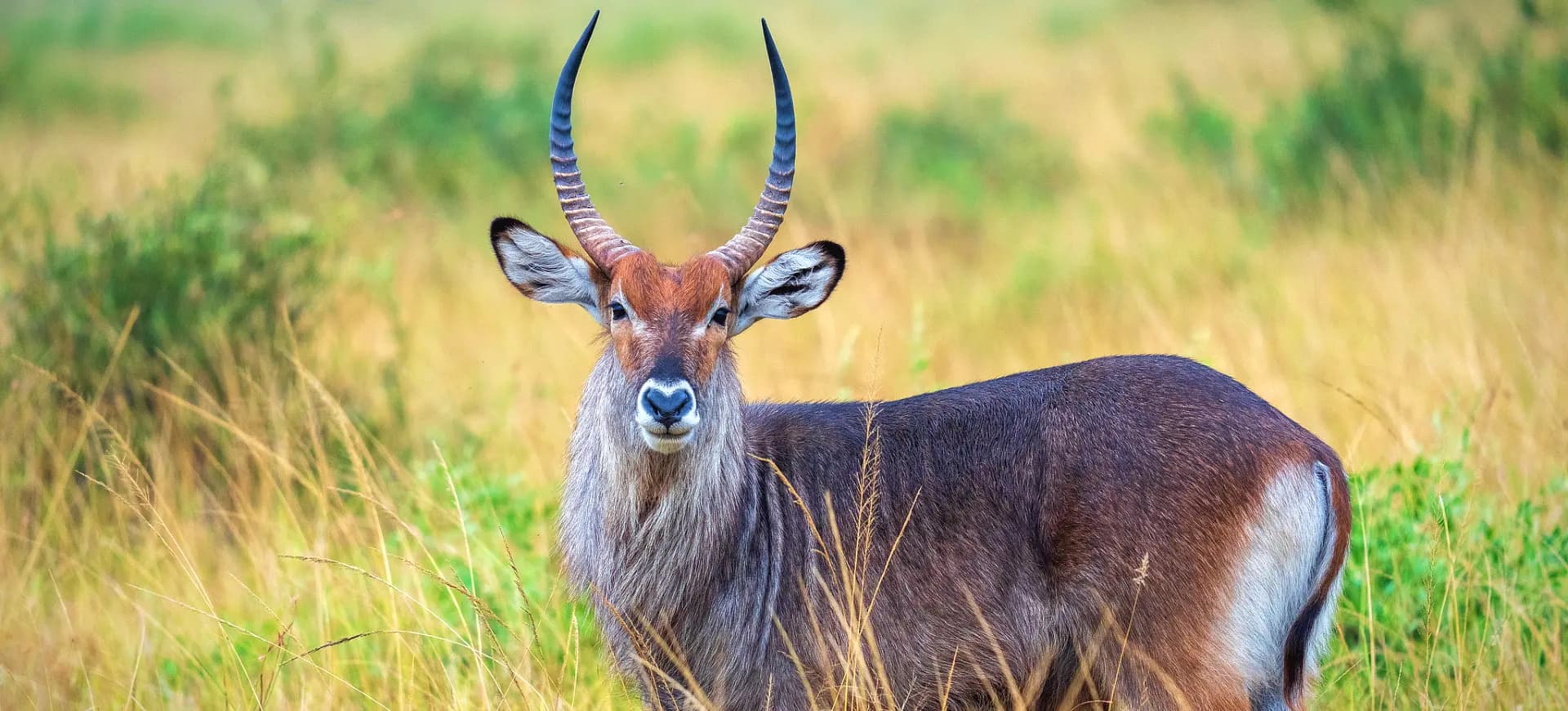 OPEN PARK DAYS 2026: DISCOVER UGANDA’S WILDLIFE