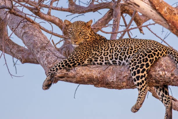 Tsavo East National Park