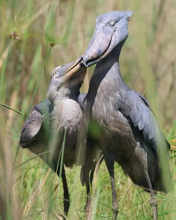 BIRD WATCHING IN UGANDA