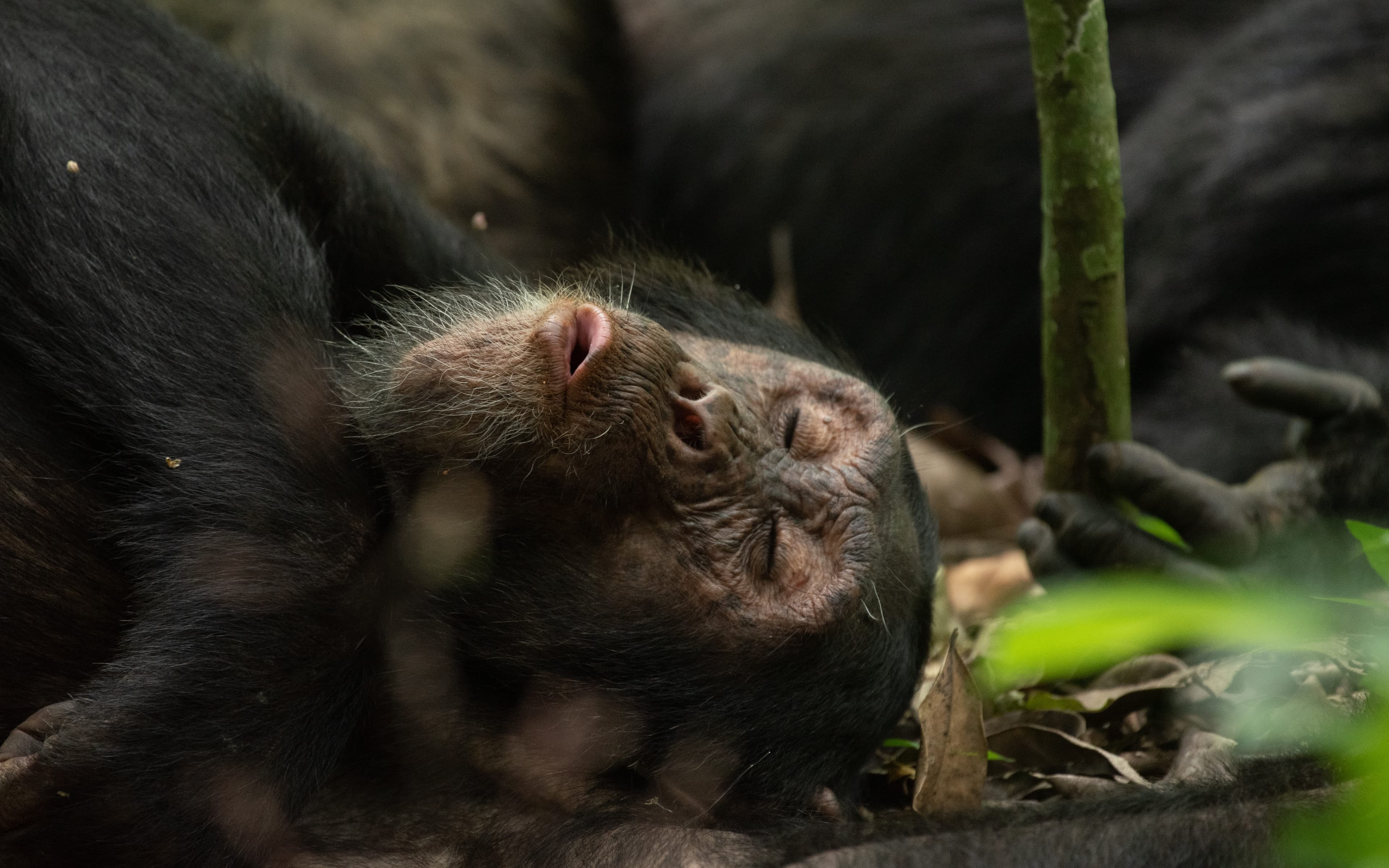 UGANDA SAFARI: AFRICA'S MOST UNDERRATED WILDLIFE DESTINATION