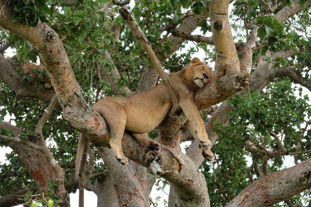 4 DAYS IN QUEEN ELIZABETH NATIONAL PARK