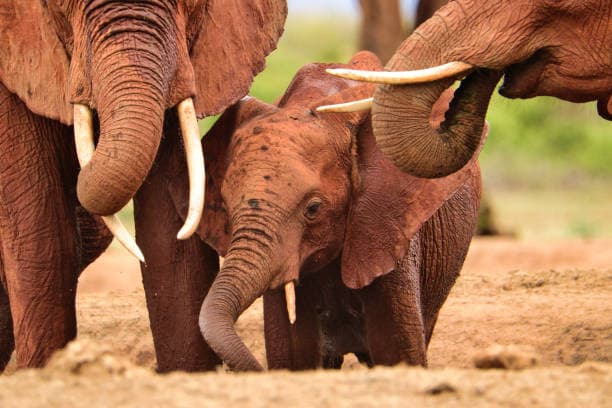 Tsavo West National Park