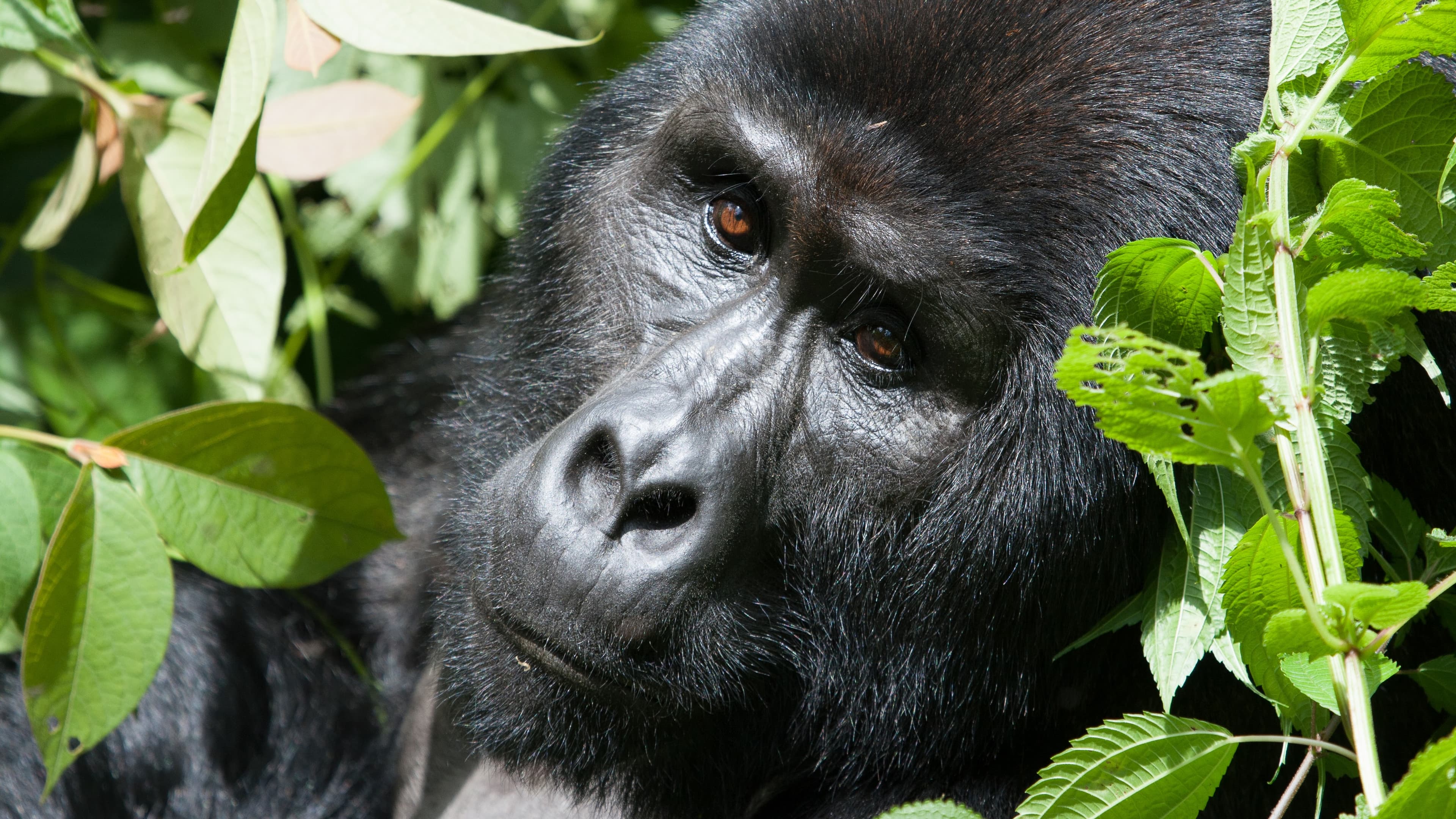 4 DAY GORILLA & GOLDEN MONKEY SAFARI