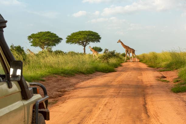 14 DAYS ULTIMATE UGANDA SAFARIS