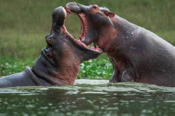 3 DAYS IN QUEEN ELIZABETH NATIONAL PARK
