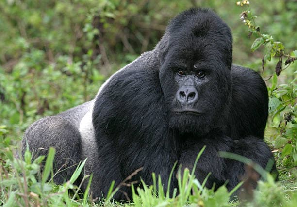 THE MAJESTIC BEAUTY OF BWINDI IMPENETRABLE NATIONAL PARK