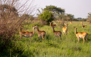 6 DAYS UGANDAN SAFARI