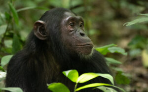 10 DAYS CHIMPANZEE AND GORILLA TRACKING