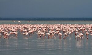 LAKE NAIVASHA LAKE NAKURU MASAI MARA SAFARI – 4 DAYS.