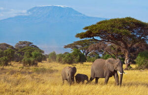 AMBOSELI NATIONAL PARK SAFARI EXPERIENCE -3 DAYS.